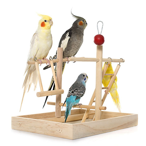 Cockatiels and Budgies