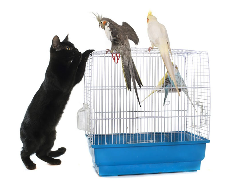 Cockatiels and cats