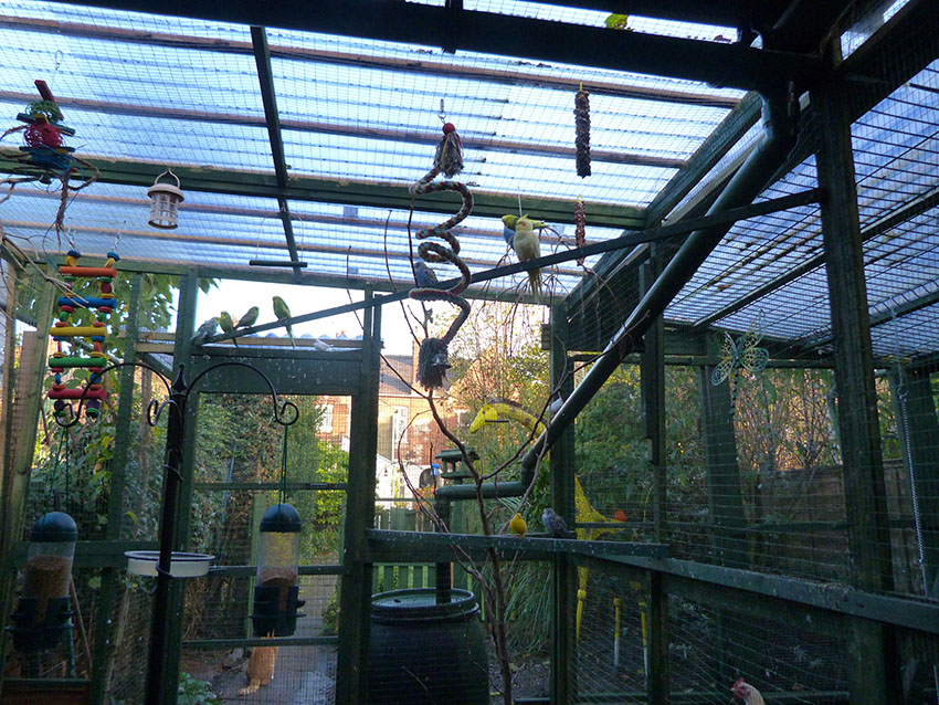 Cockatiels in mixed aviary