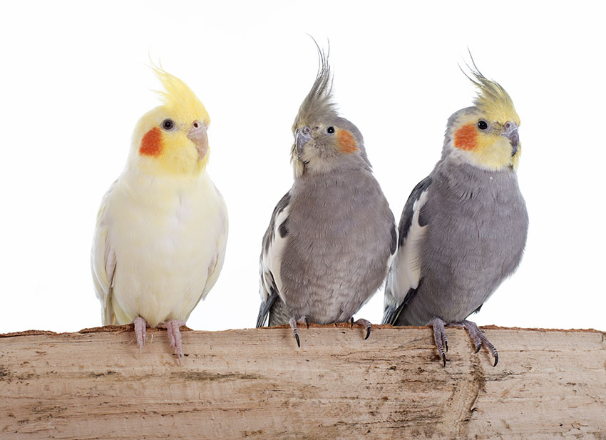 Cockatiels