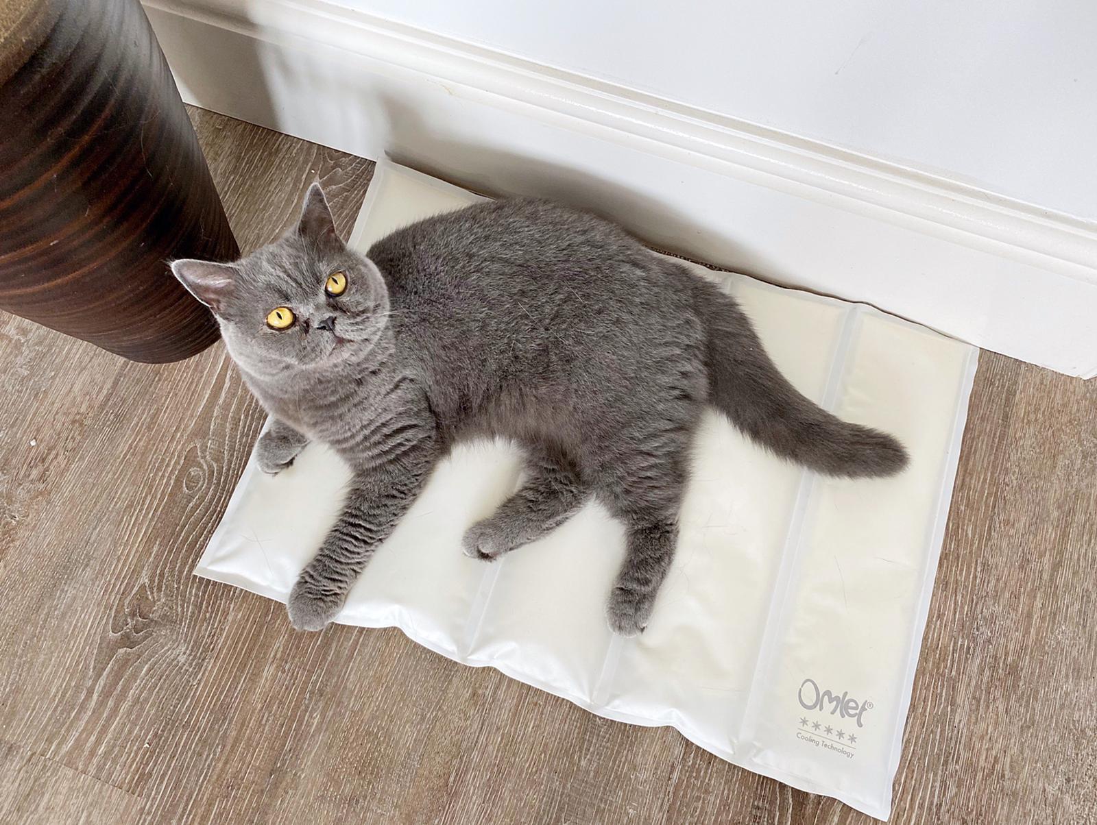 Cats on mats sale