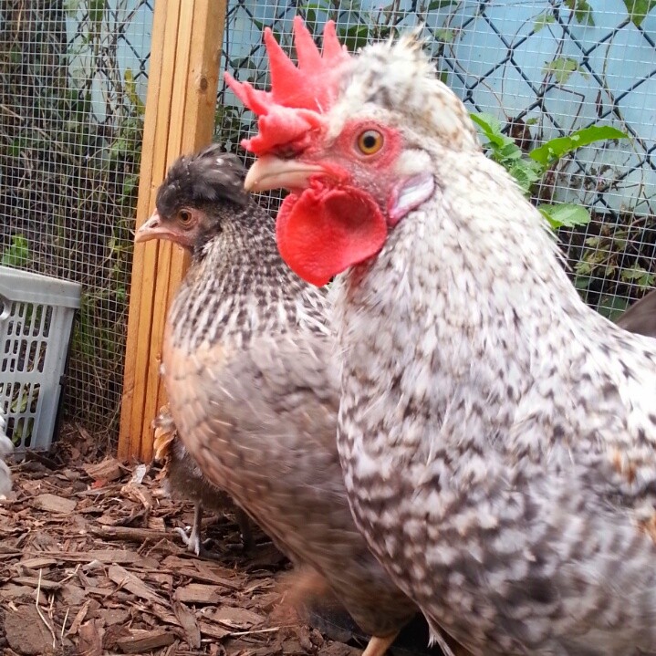Cream Legbar For Sale Chickens Breed Information Omlet