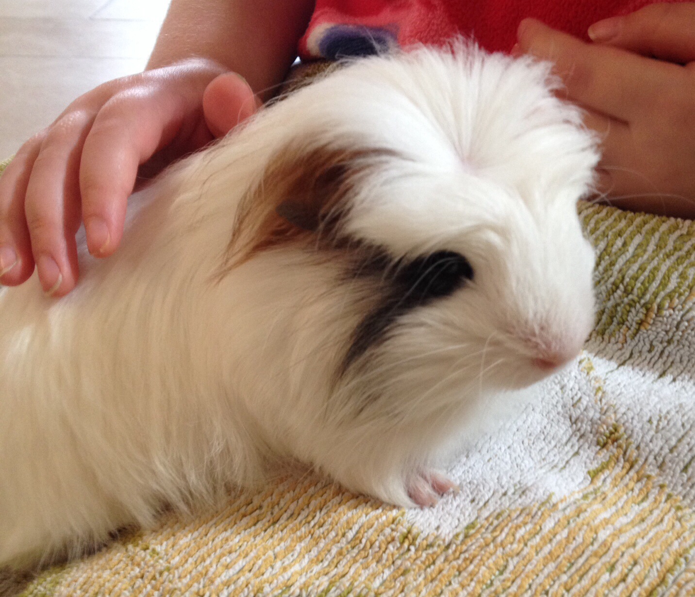 Illustration of Guinea Pig Seller Commitments