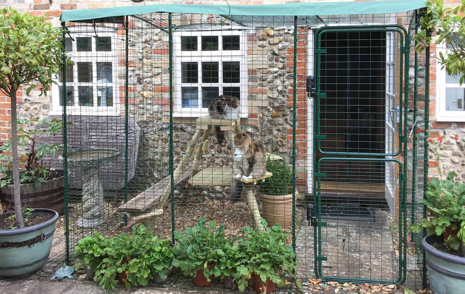 cats playing in an outdoor catio