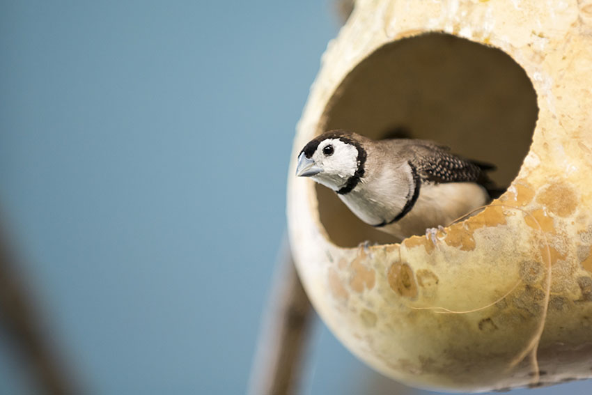 Double Barred Finch