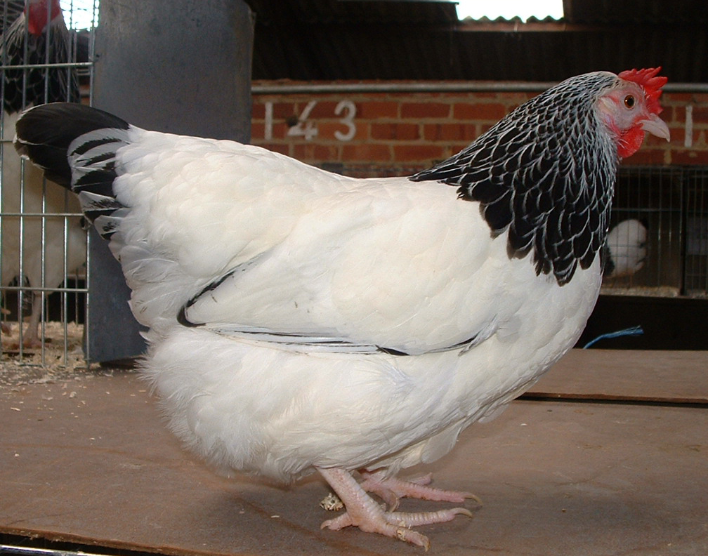 Sussex Bantam For Sale Chickens Breed Information Omlet