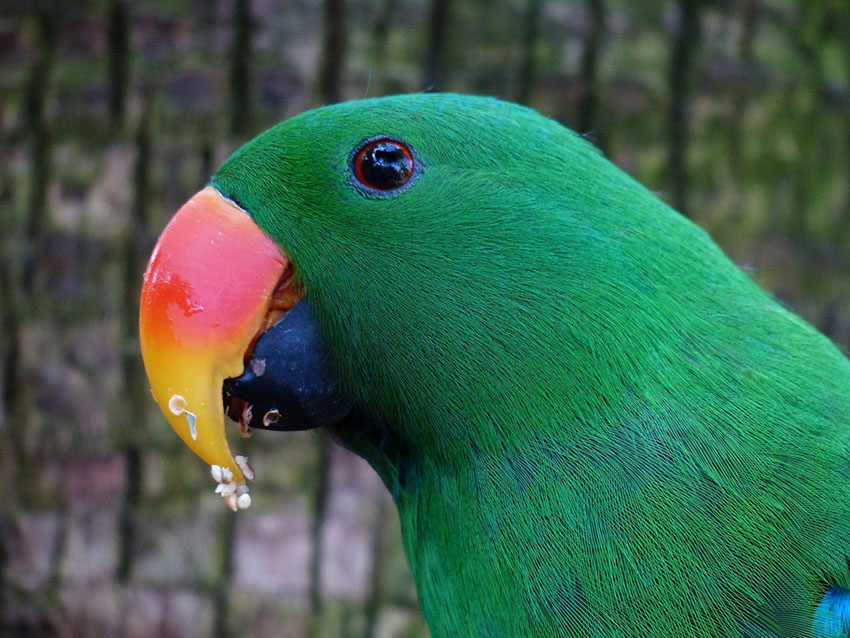 Eclectus parrot food