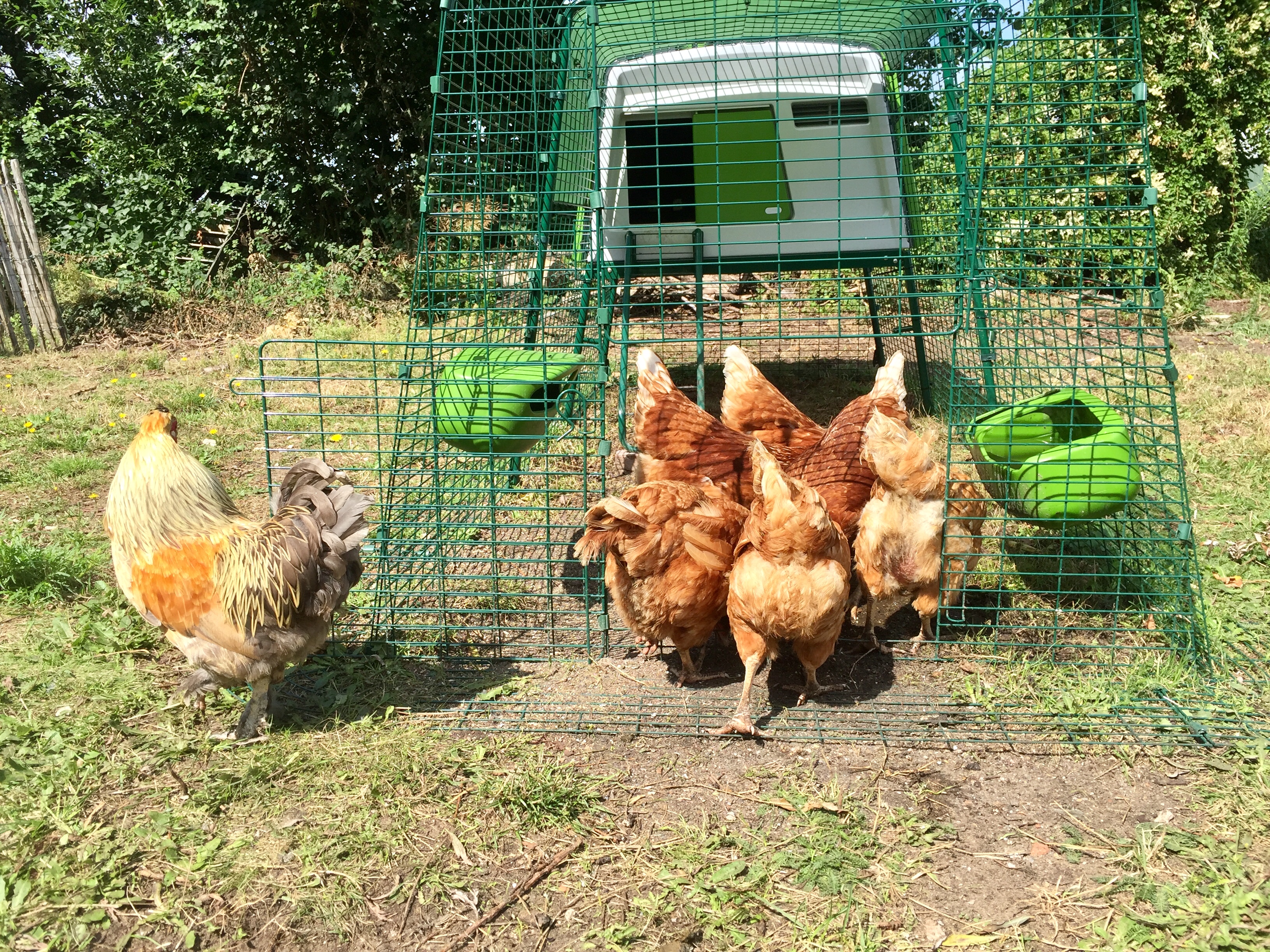 Eglu Cube Mk2 With 2m Run And Wheels Package Purple