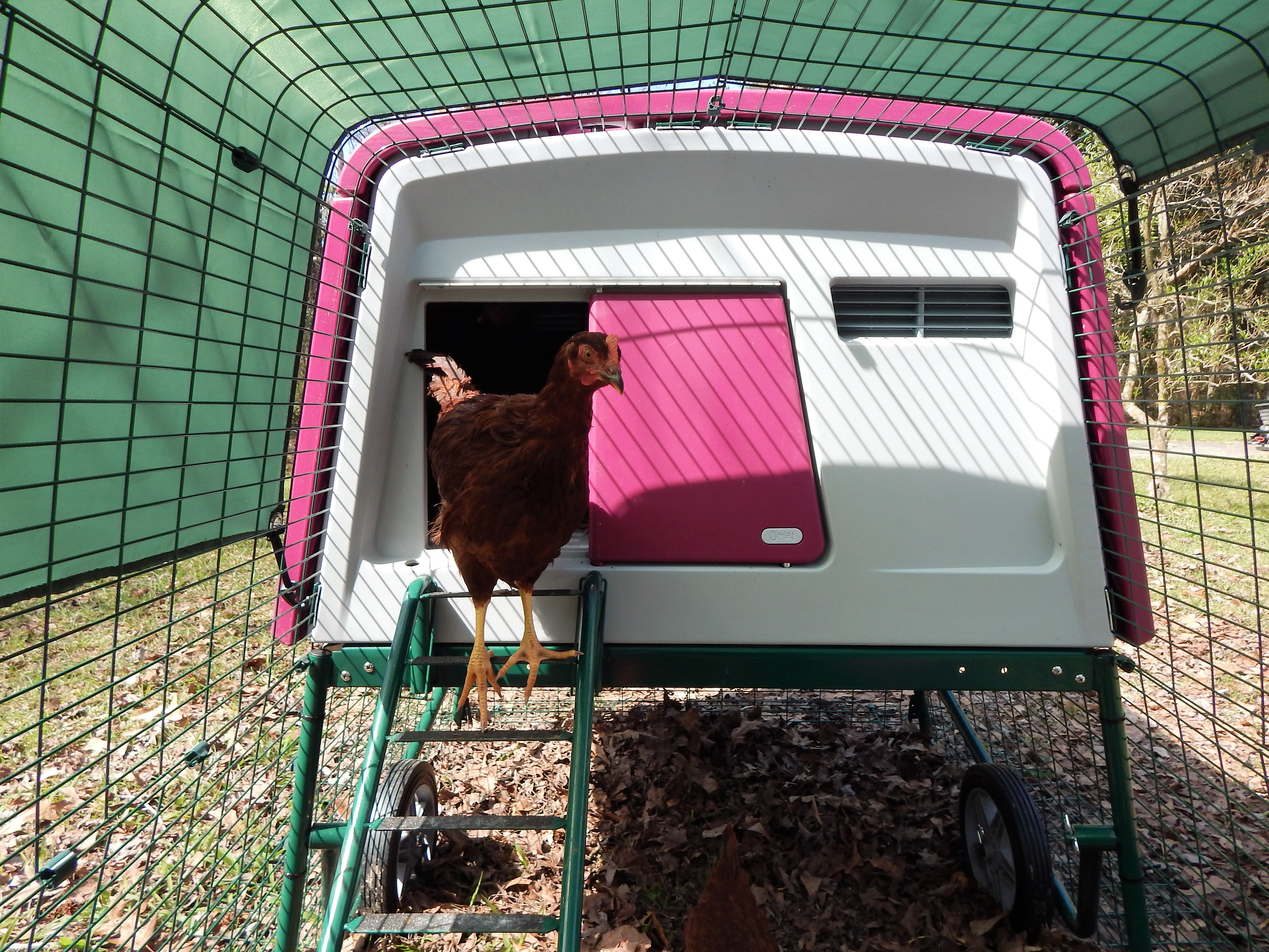 New Eglu Cube Chicken Coop Chicken Coops and Pet Chicken Accessories