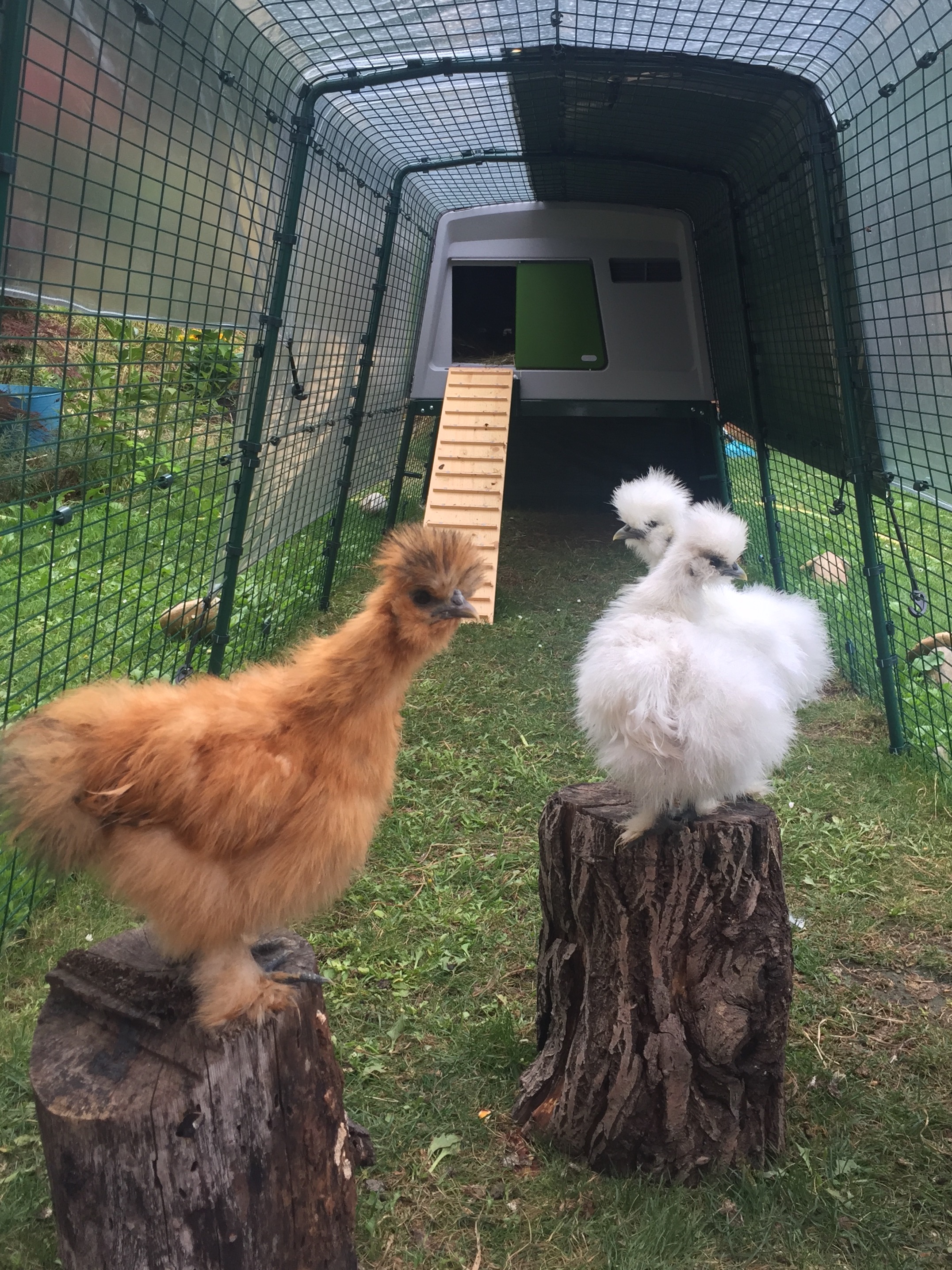 New Eglu Cube Chicken Coop Chicken Keeping Omlet
