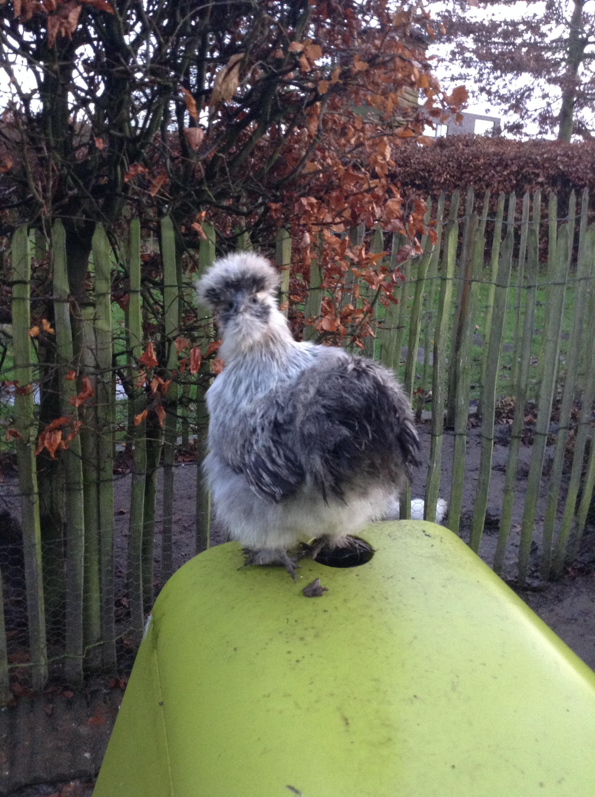 Reviews For Eglu Go Chicken Coop Chicken Keeping Omlet