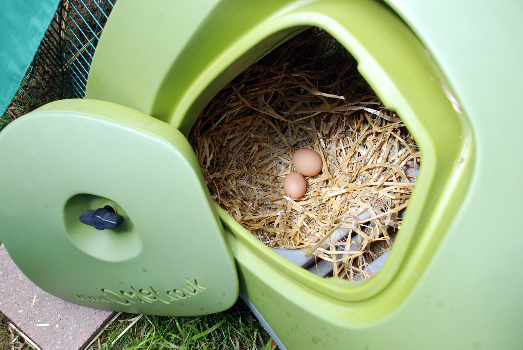 Fiona Watkins loves collecting her fresh eggs from her Eglu in the morning