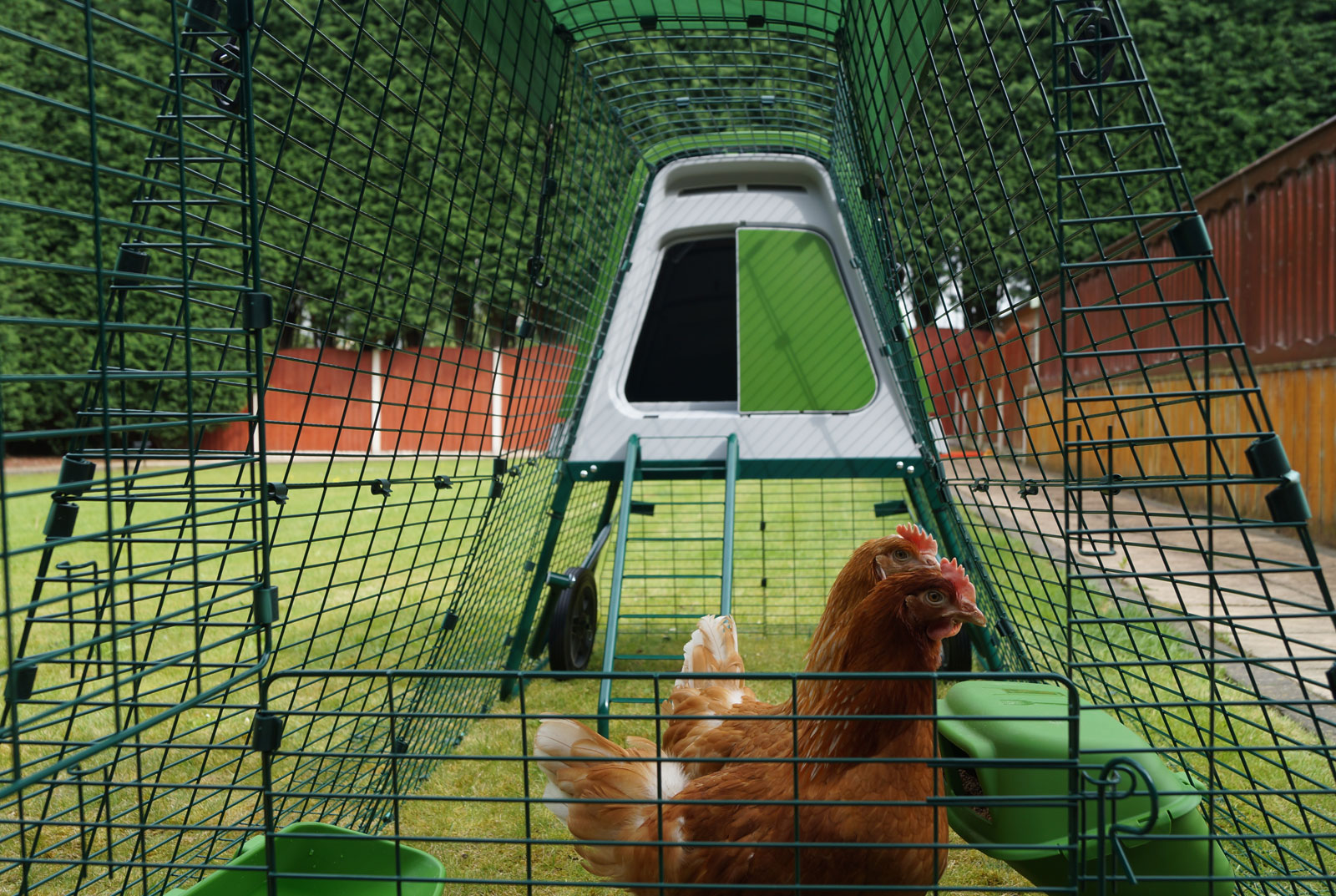 Stephanie Croft's Gingernut Rangers Daphne and Velma enjoying their new Eglu Go Up and Run