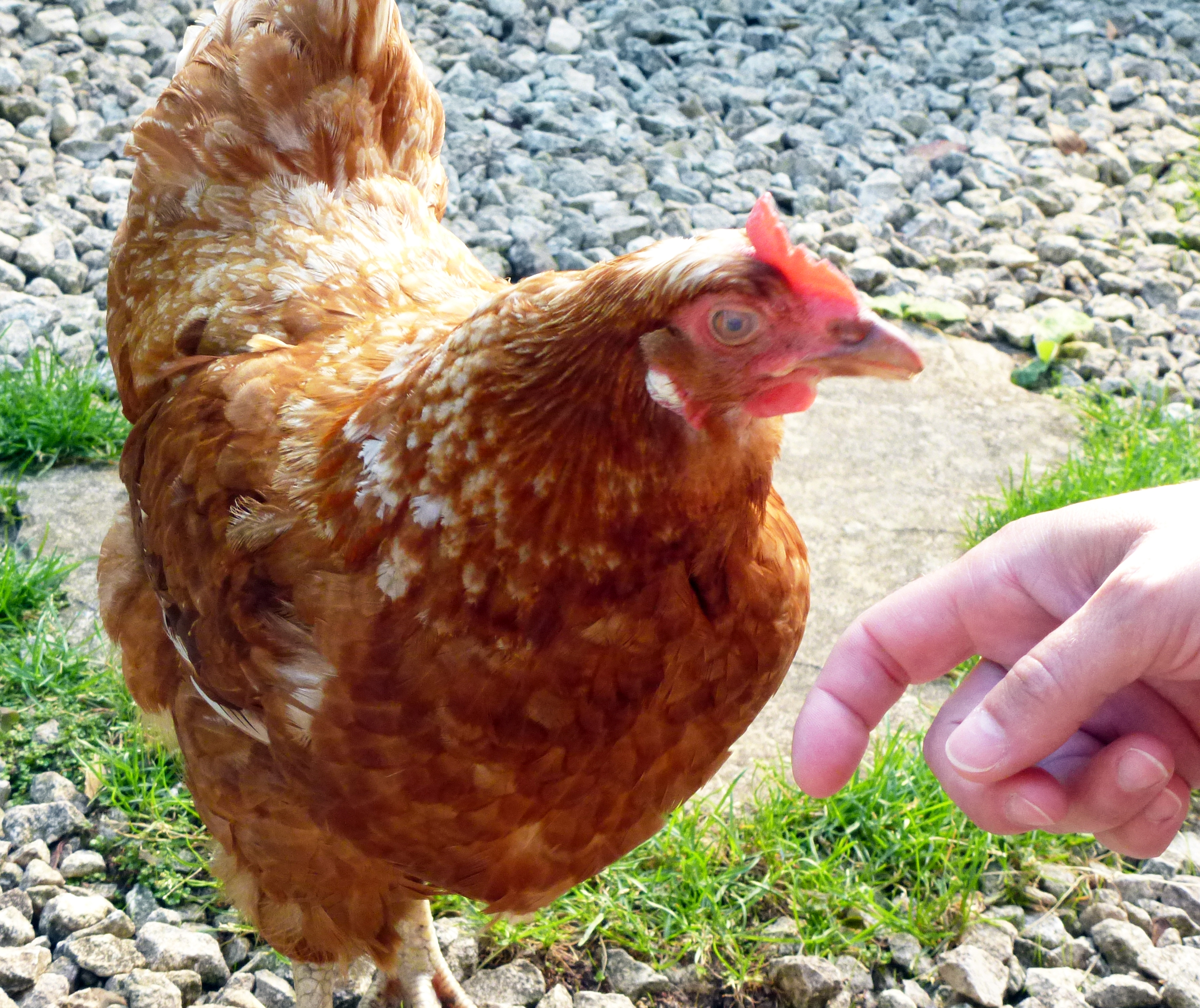 ExBattery Hen For Sale Chickens Breed Information Omlet