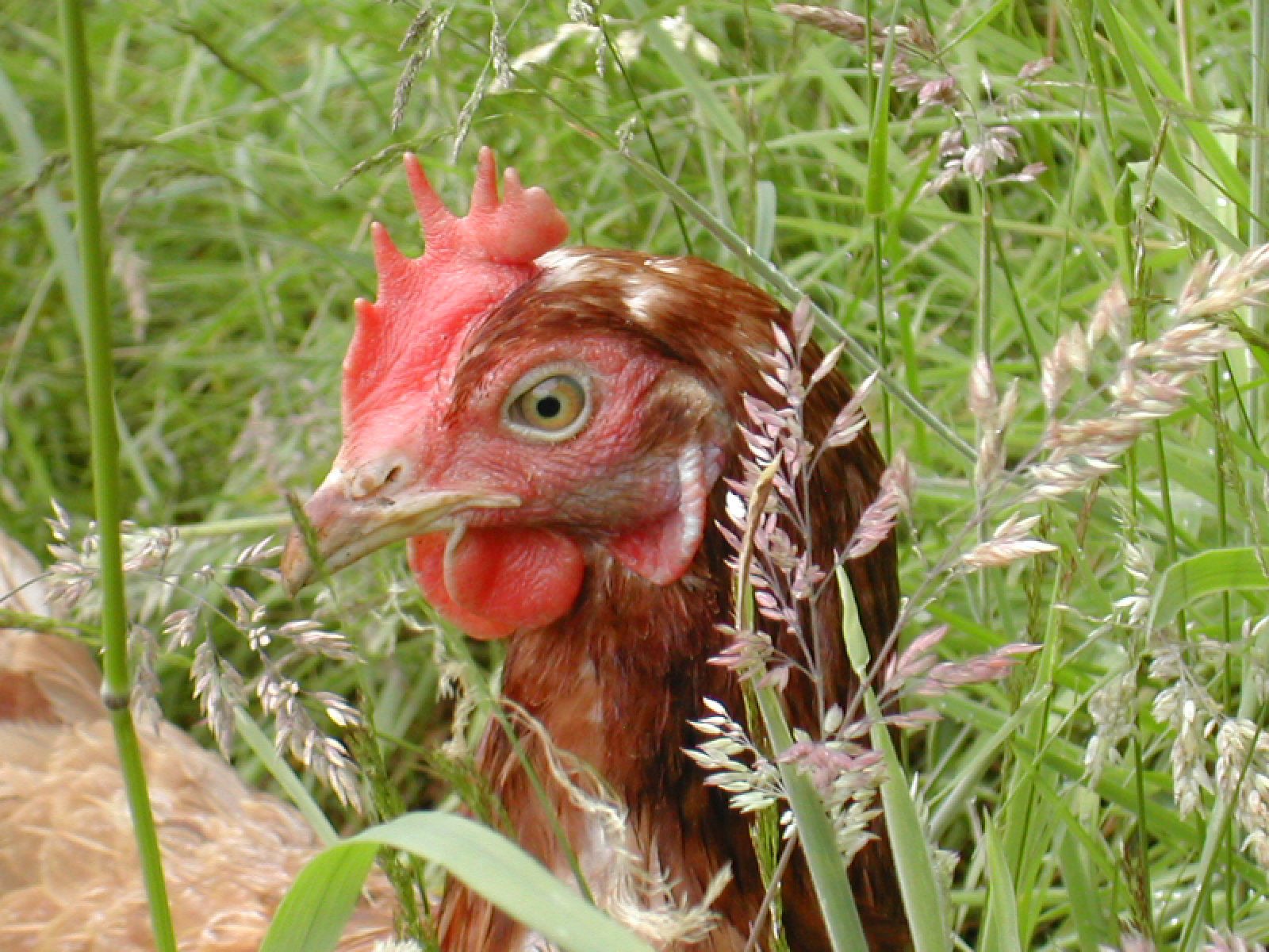 ExBattery Hen For Sale Chickens Breed Information Omlet