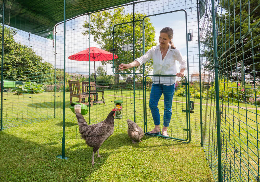 Woman looking in on her chickens in omlet walk in run extension