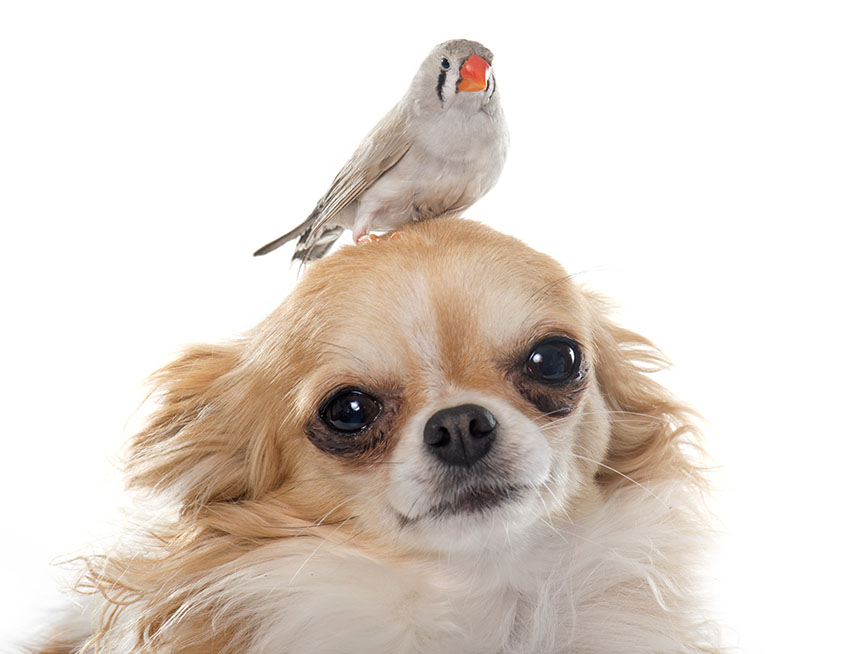 Finches and dogs