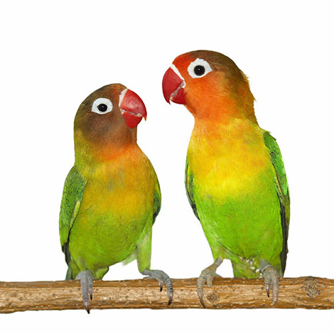 Fischers lovebird pair