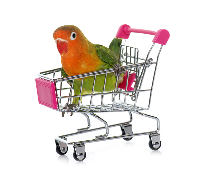 Fischers Lovebird with toy