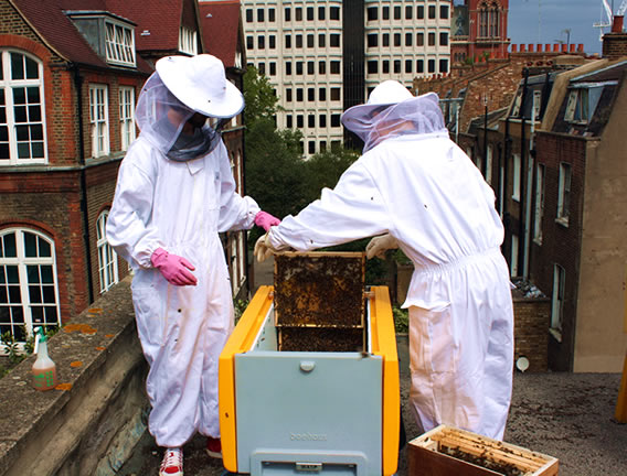 transferring your bees to the beehaus