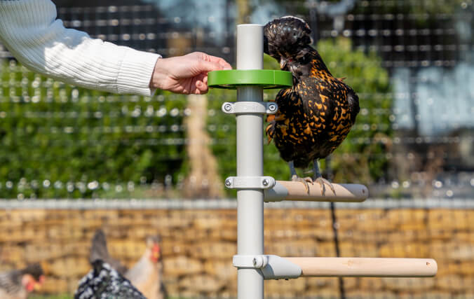 woman adding chicken treats to the Free standing treat holder accessory for the roosting ladder
