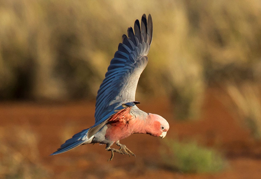 Galah Cockatoo