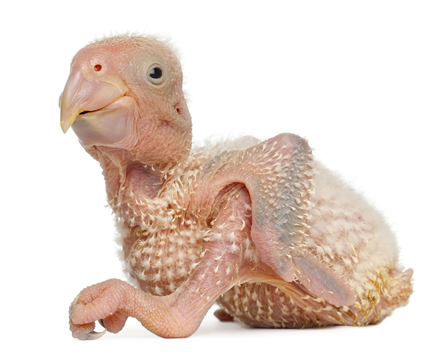 Grey Parrot chick