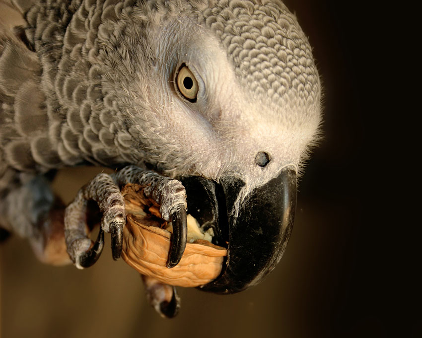African Grey parrots love nuts