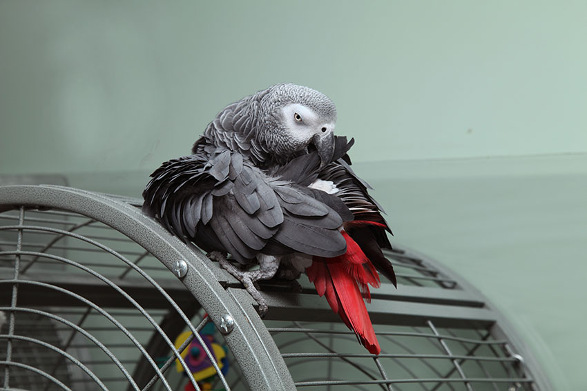 Grey Parrot on cage