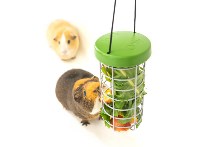 A beige guinea pig eats some fruit from the Caddi guinea pig feeder