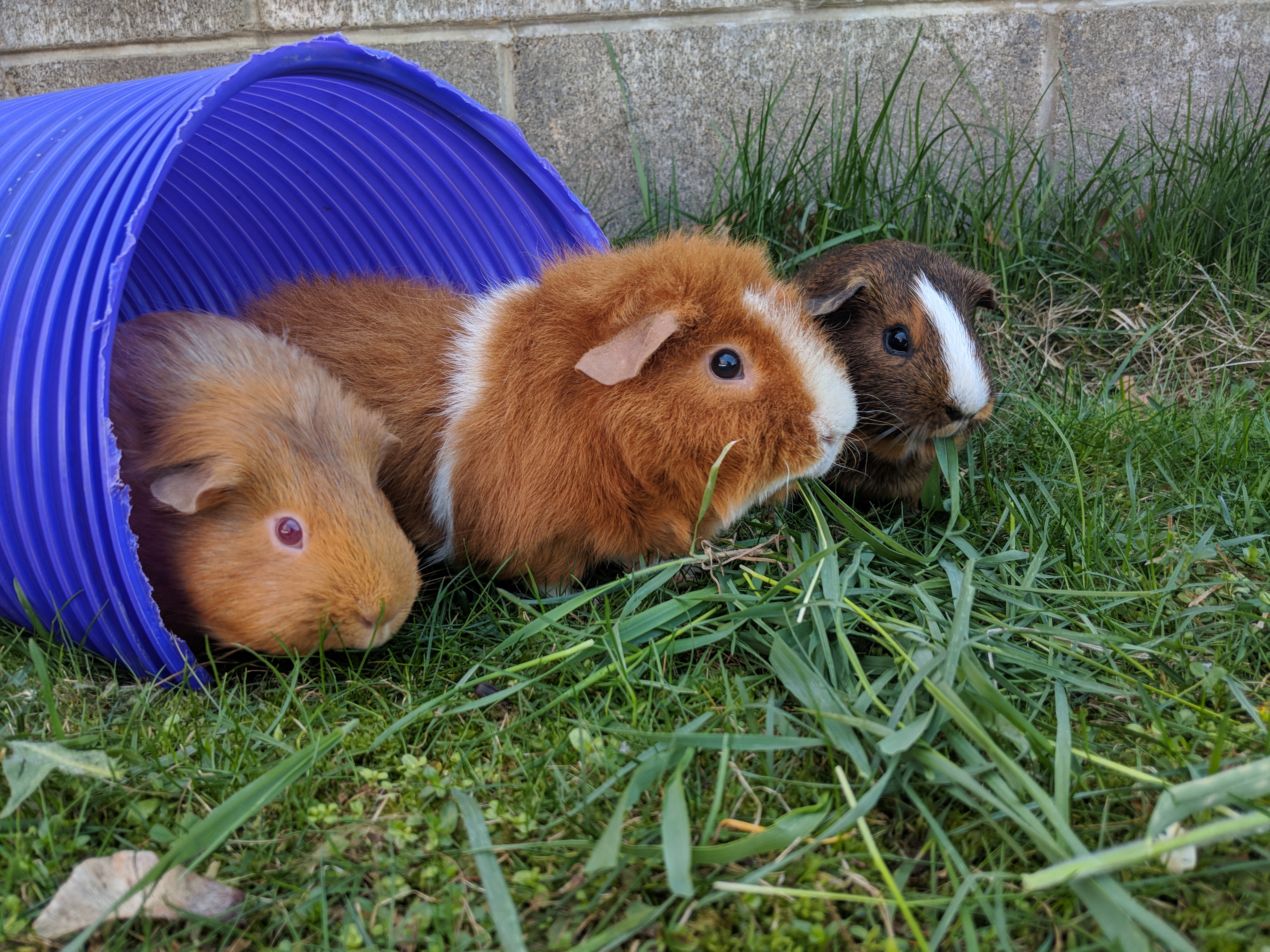 Where did Guinea Pigs come from? Guinea Pigs Guinea Pigs Guide