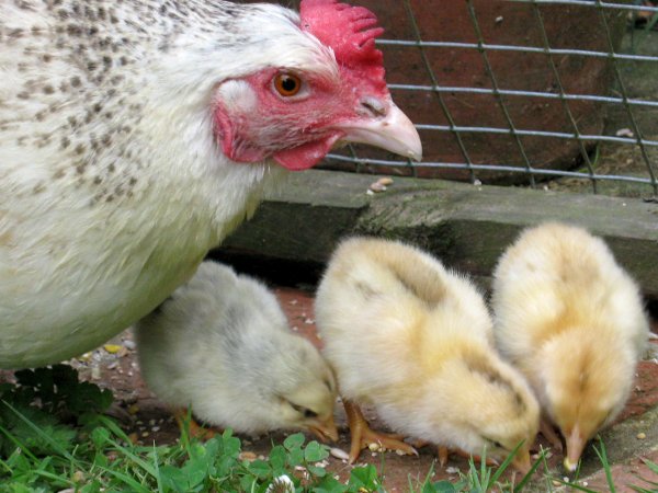 A hen with three chicks