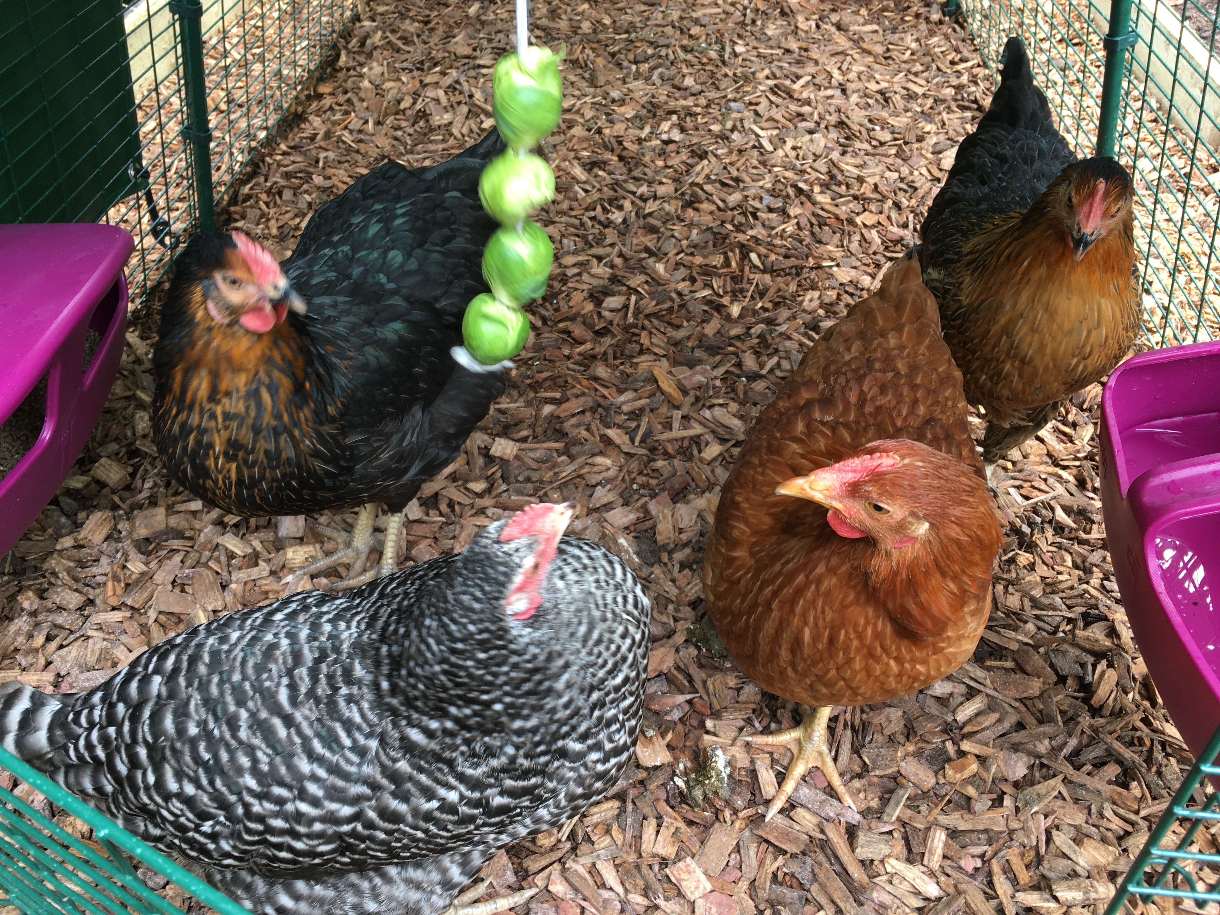 Hybrid For Sale Chickens Breed Information Omlet