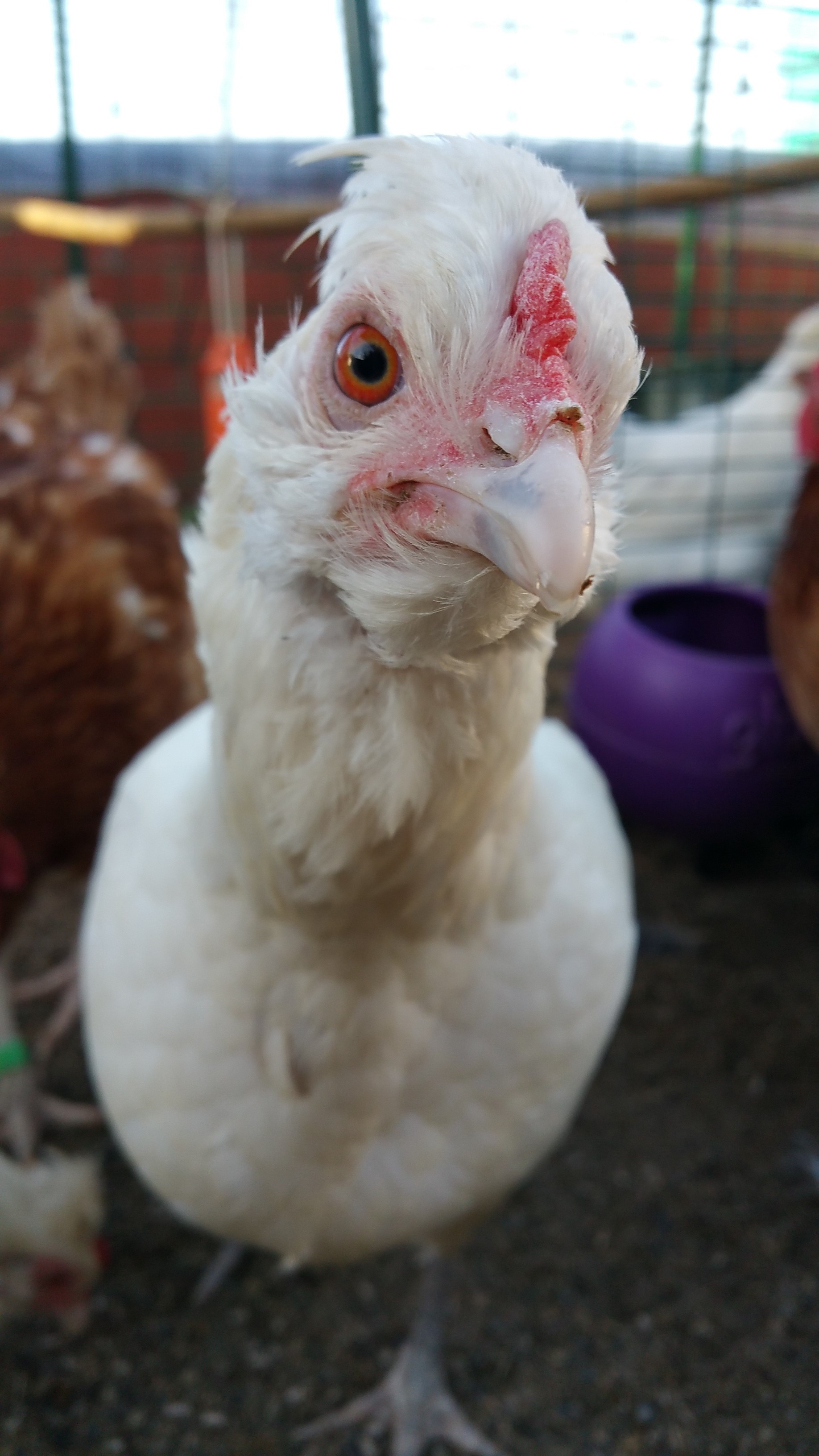 Hybrid For Sale Chickens Breed Information Omlet