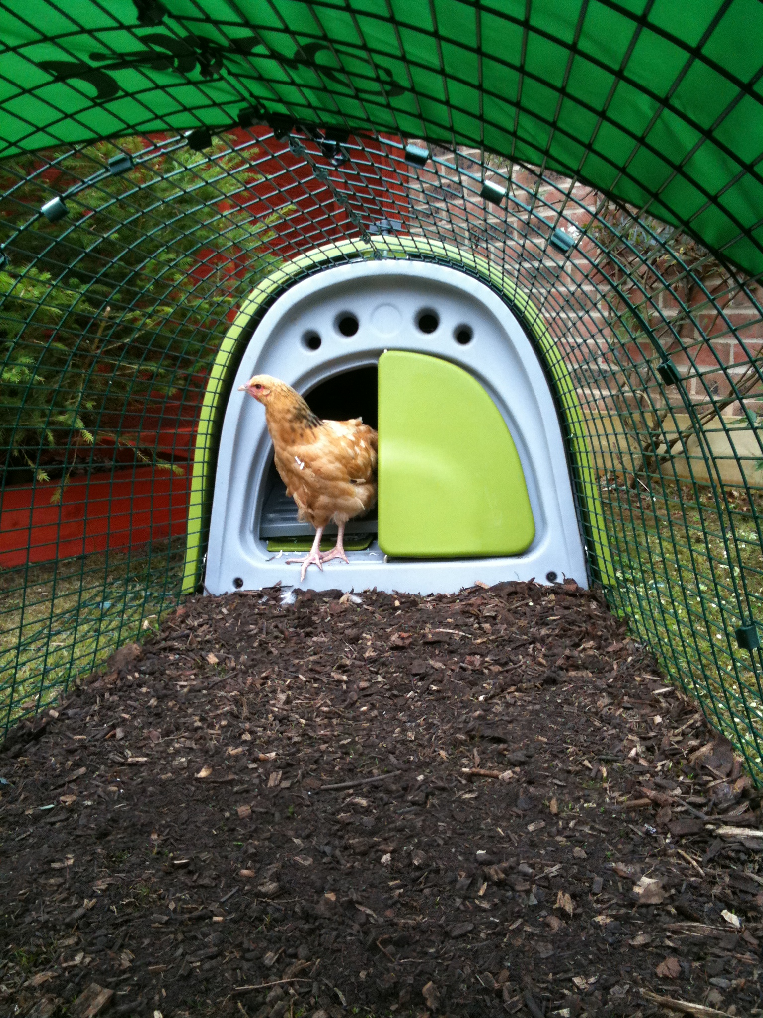 Tim Buswell has put his Eglu Classic on a bed of wood shaving which chickens love