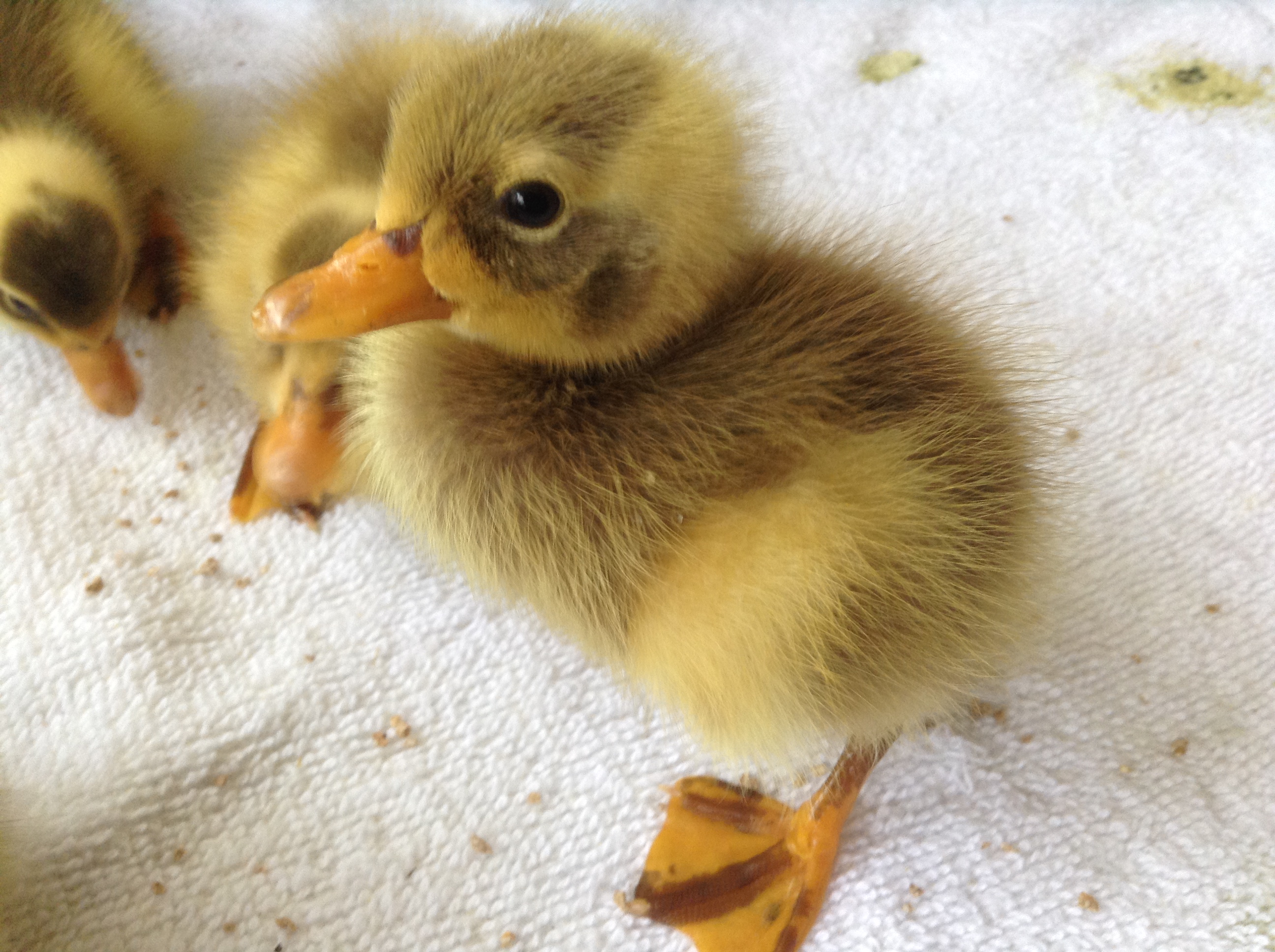 Indian Runners Ducks Breed Information Omlet