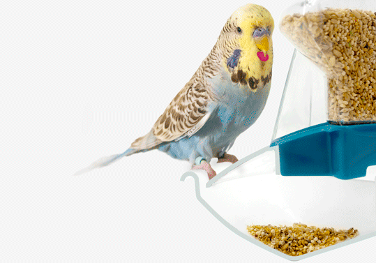 A simple animation showing the mechanism by which spilled husks and seeds are collected in a hopper beneath the bird feeder of the Geo Budgie Cage