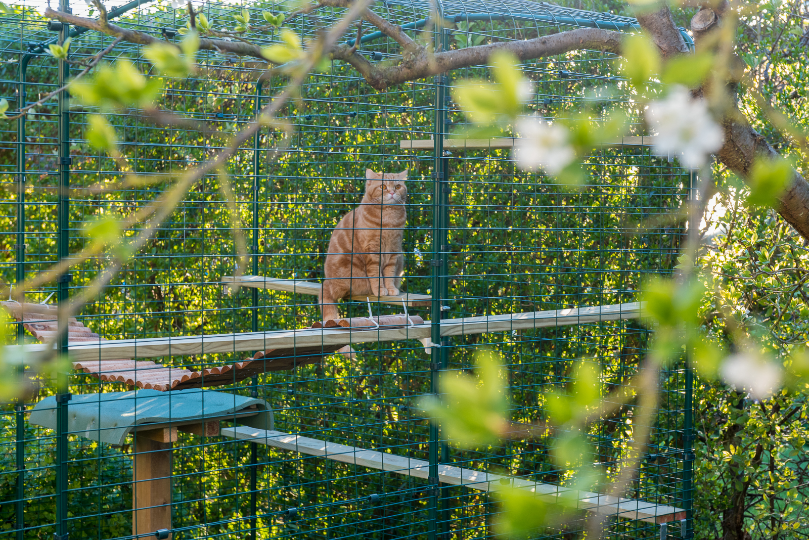 Outdoor Cat Run Cat Products Omlet