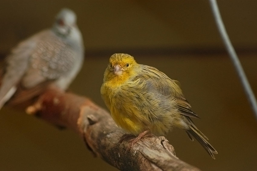 Canaries and other birds