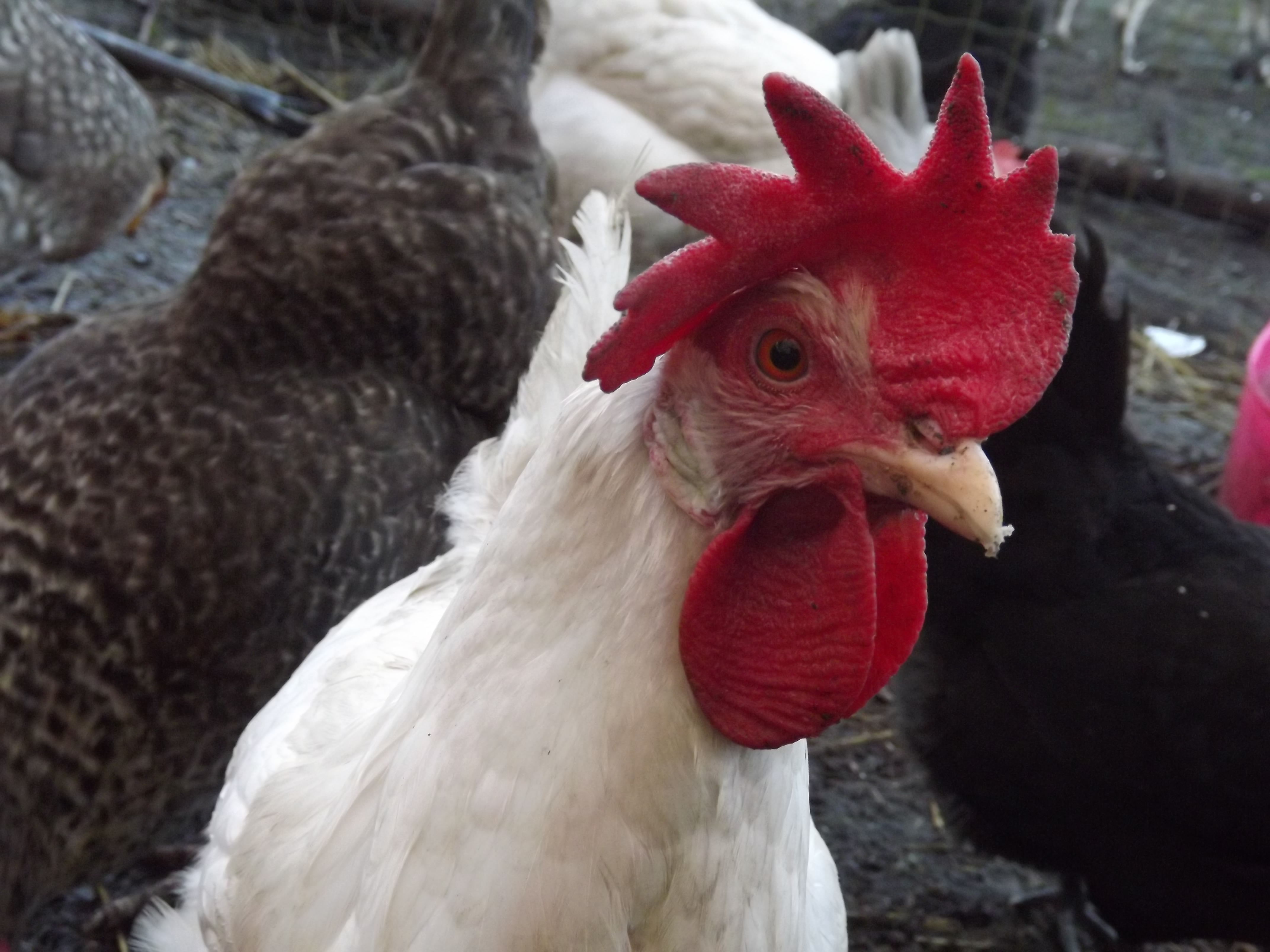 Leghorn For Sale Chickens Breed Information Omlet