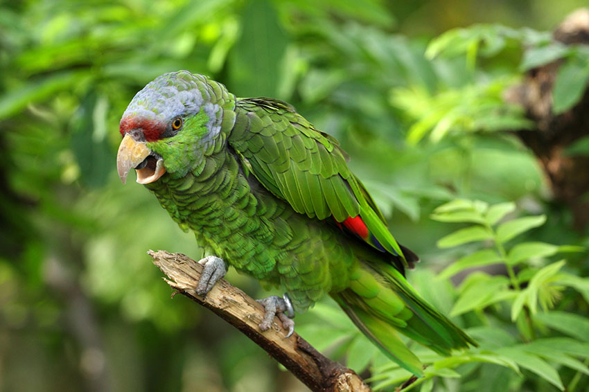 Lilac-crowned Amazon