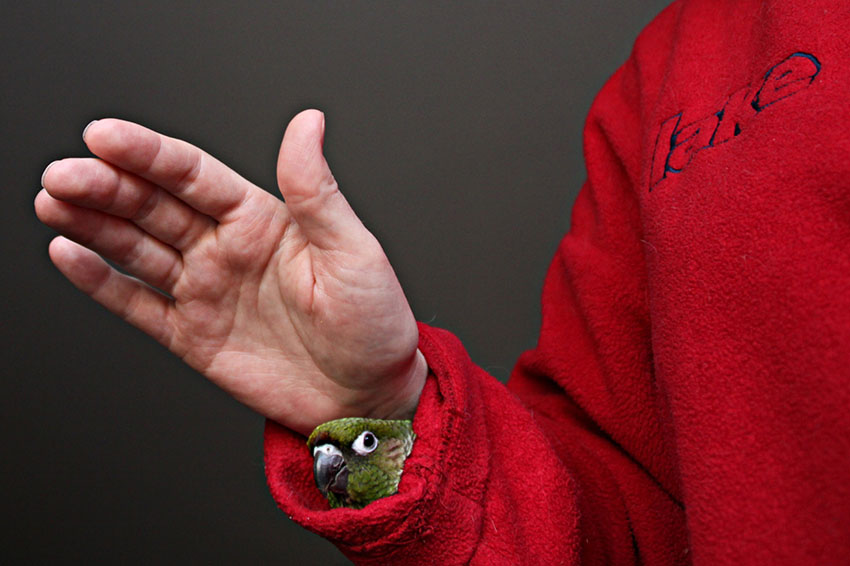 Maroon-bellied Conure handling