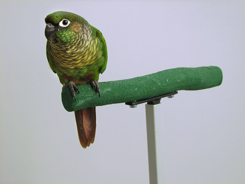 Maroon-bellied conure on perch