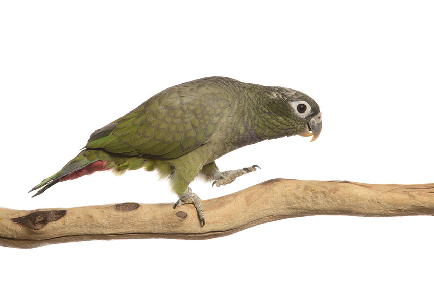 Maximilians Parrot on perch