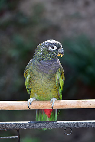 Maximilians Parrot in aviary