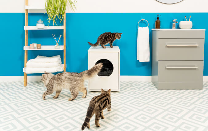 three cats around the walk in maya cat litter box