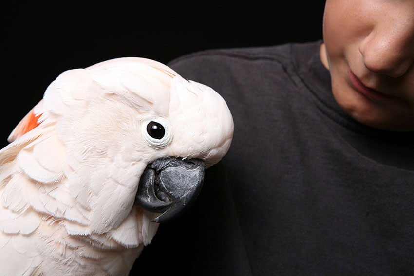 Moluccan cockatoo handling