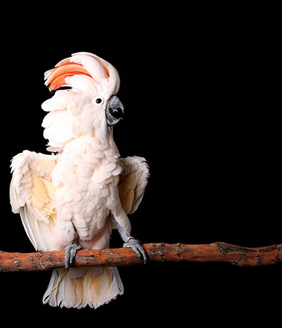 Moluccan Cockatoo