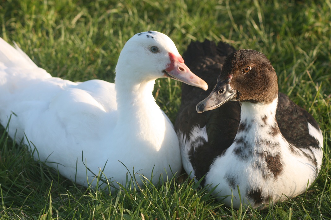 Can Muscovy Ducks Breed With Other Ducks at Darlene Green blog
