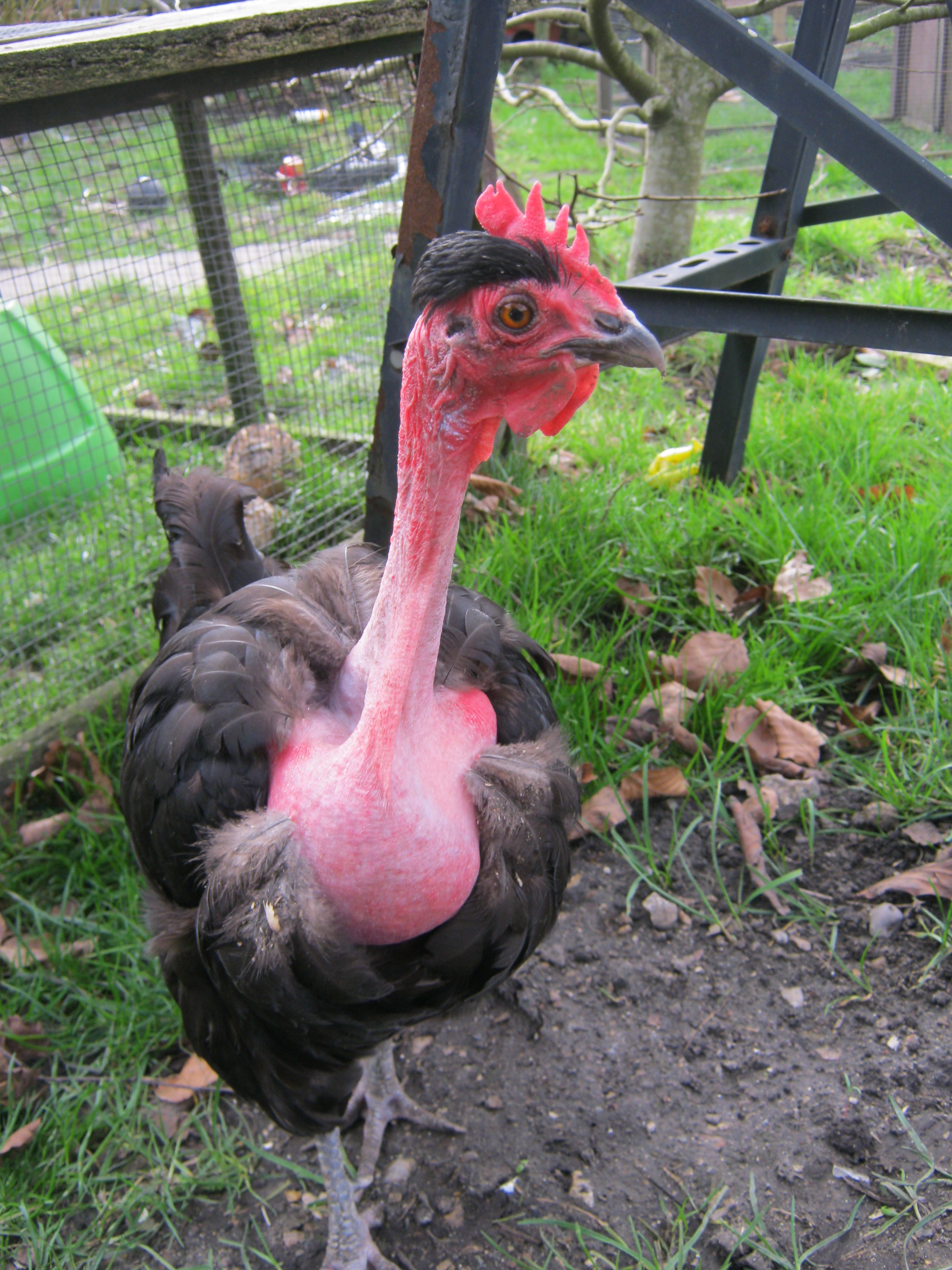 Naked Neck For Sale Chickens Breed Information Omlet